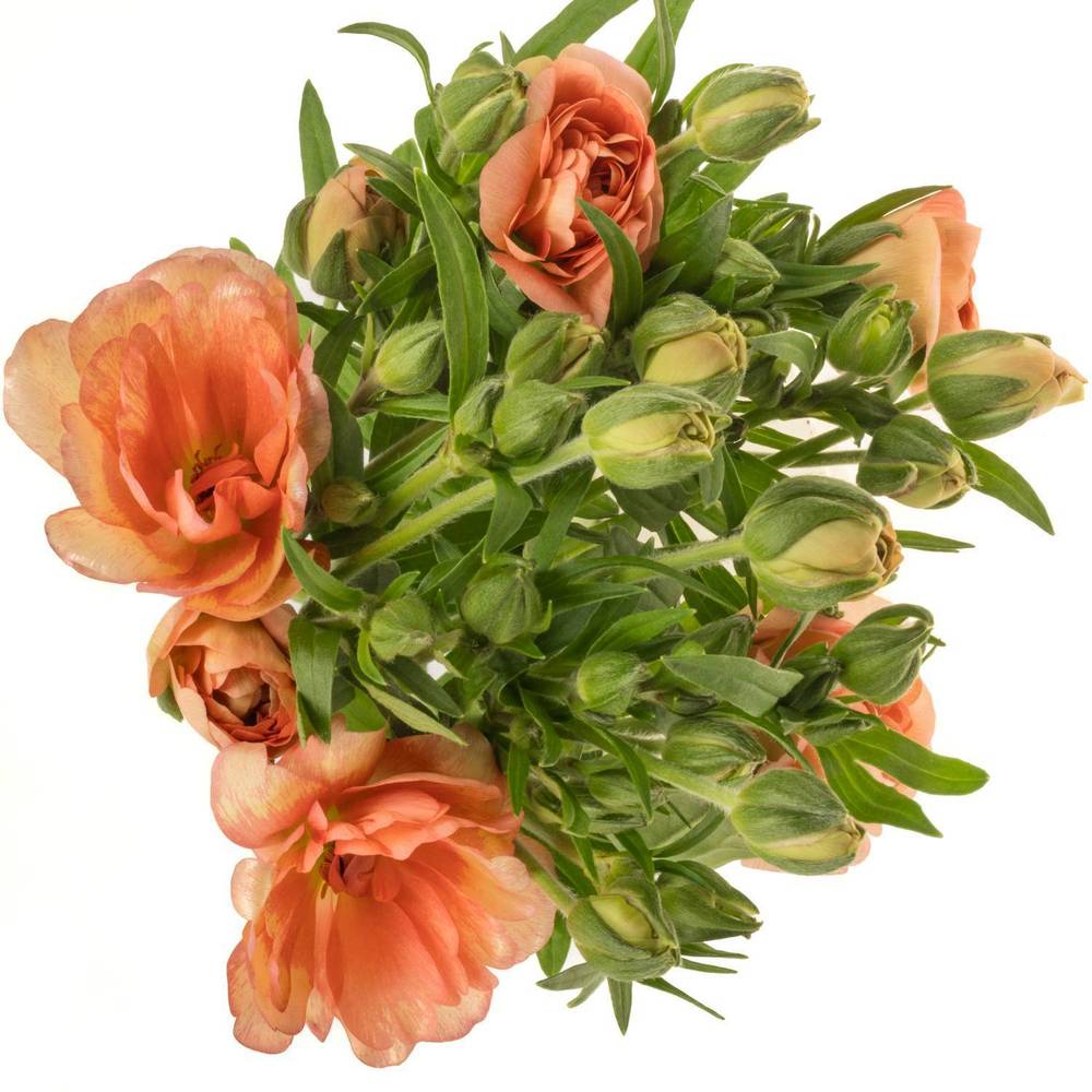 Ranunkel apricot Butterfly Eris 60cm