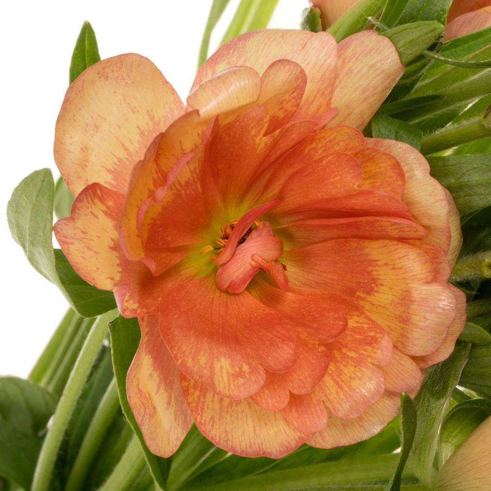 Ranunkel apricot Butterfly Eris 60cm