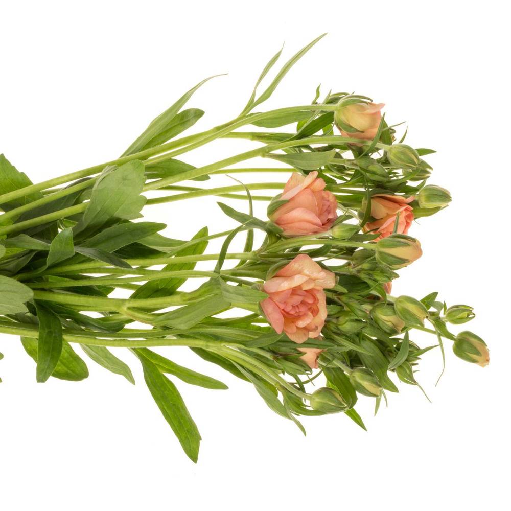 Ranunkel apricot Butterfly Eris 60cm