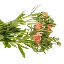 Ranunkel apricot Butterfly Eris 60cm