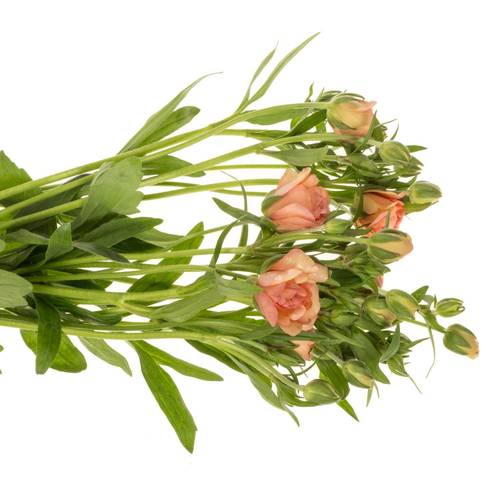 Ranunkel apricot Butterfly Eris 60cm