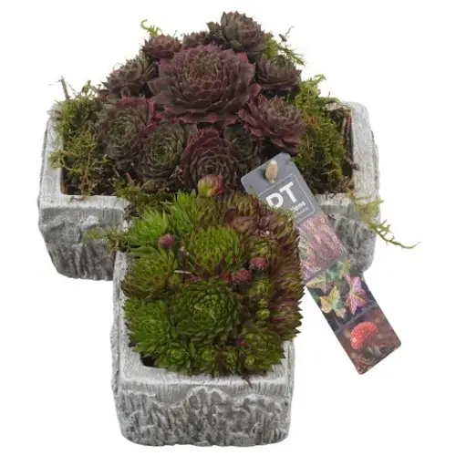 Garten.Arr PTAH8619 Allerheiligen T23 H013