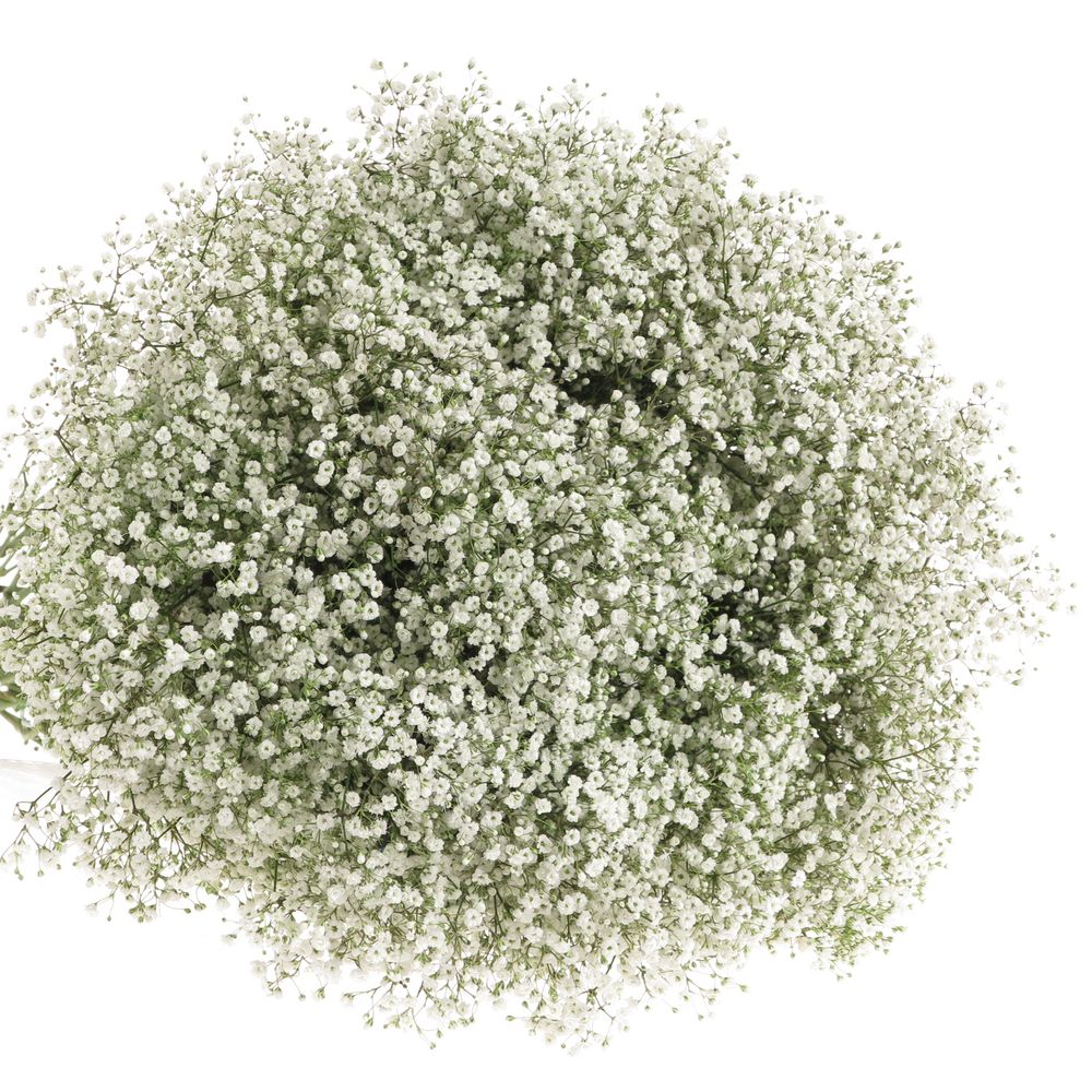 Eisen Gyps weiss 30 Gramm kleine Blüte