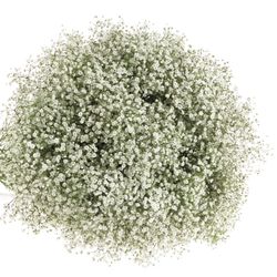 Eisen Gyps weiss 30 Gramm kleine Blüte