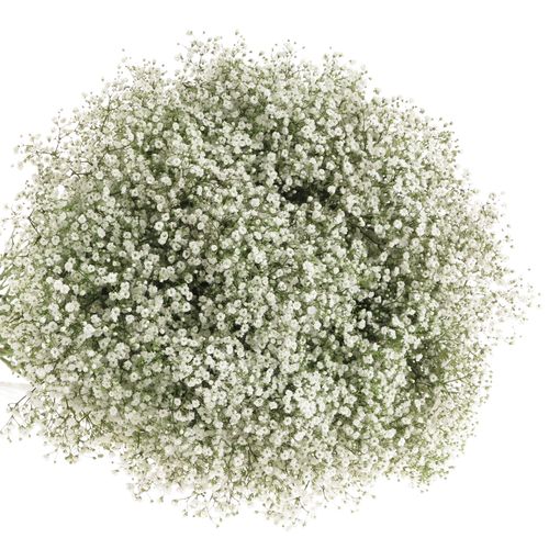 Eisen Gyps weiss 30 Gramm kleine Blüte