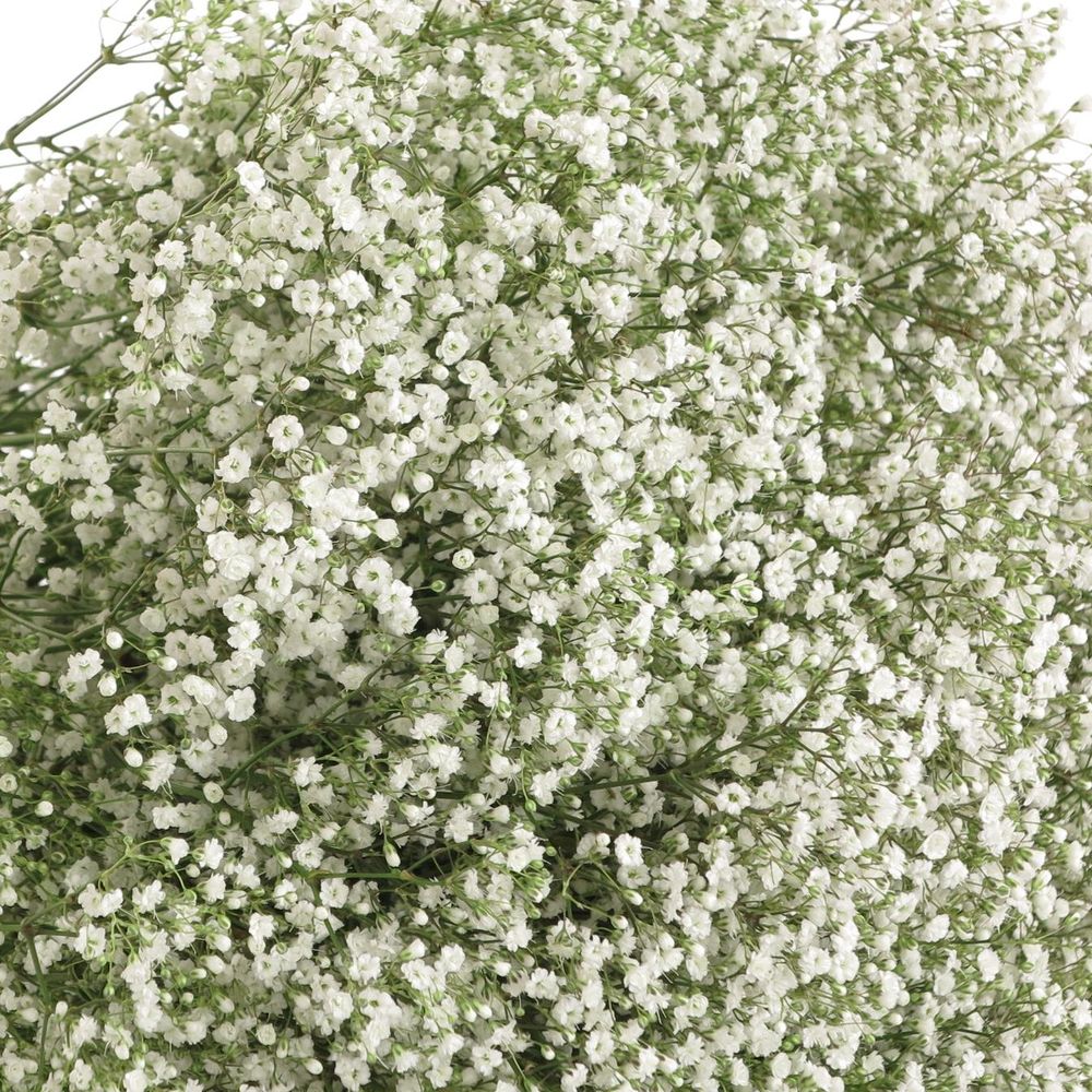 Eisen Gyps weiss 30 Gramm kleine Blüte