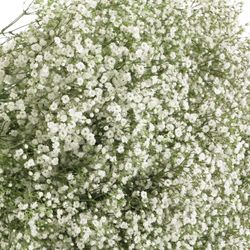 Eisen Gyps weiss 30 Gramm kleine Blüte