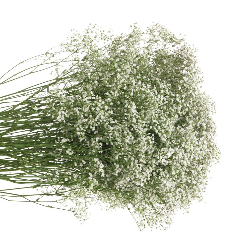 Eisen Gyps weiss 30 Gramm kleine Blüte