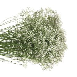 Eisen Gyps weiss 30 Gramm kleine Blüte