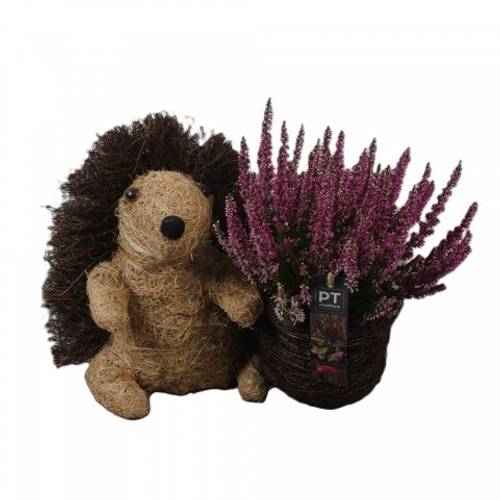 Garten.Arr PTHO4271 Herbst T25 H026