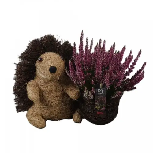 Garten.Arr PTHO4271 Herbst T25 H026