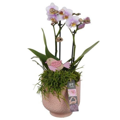 Phal.Arr PTIB9009 T14 H42