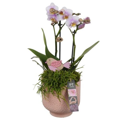 Phal.Arr PTIB9009 T14 H42