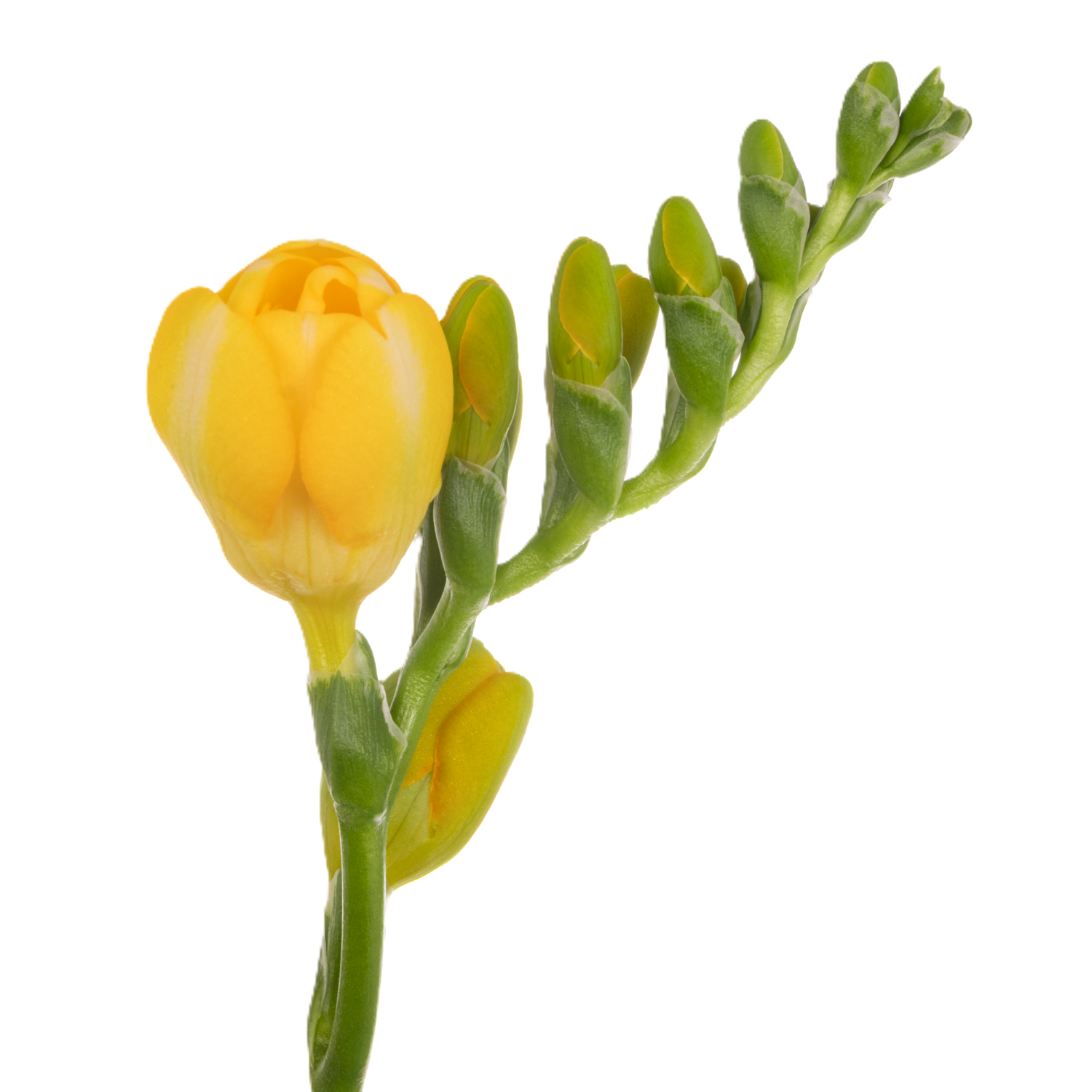 Freesie gelb gefüllt Soleil 20 Gramm