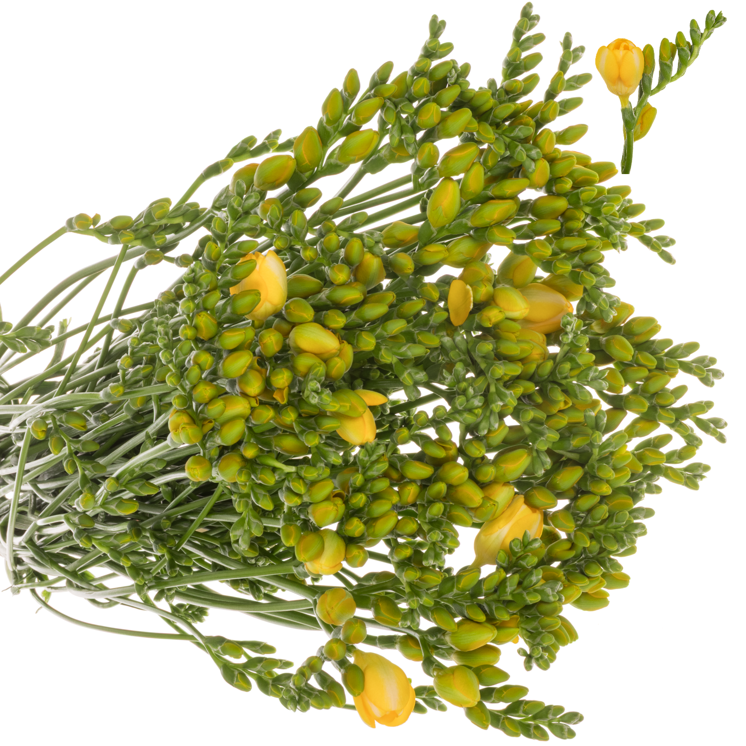 Freesie gelb gefüllt Soleil 20 Gramm