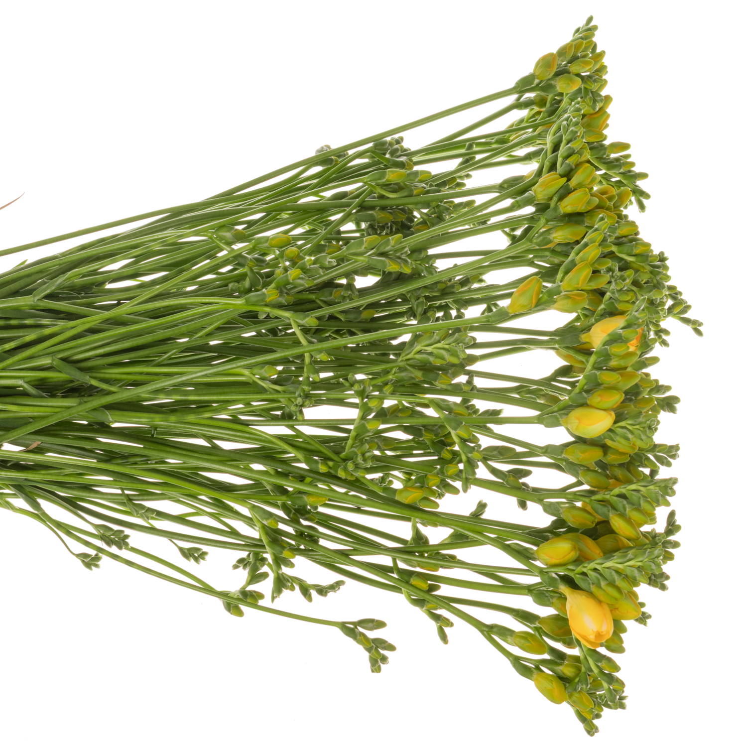 Freesie gelb gefüllt Soleil 20 Gramm