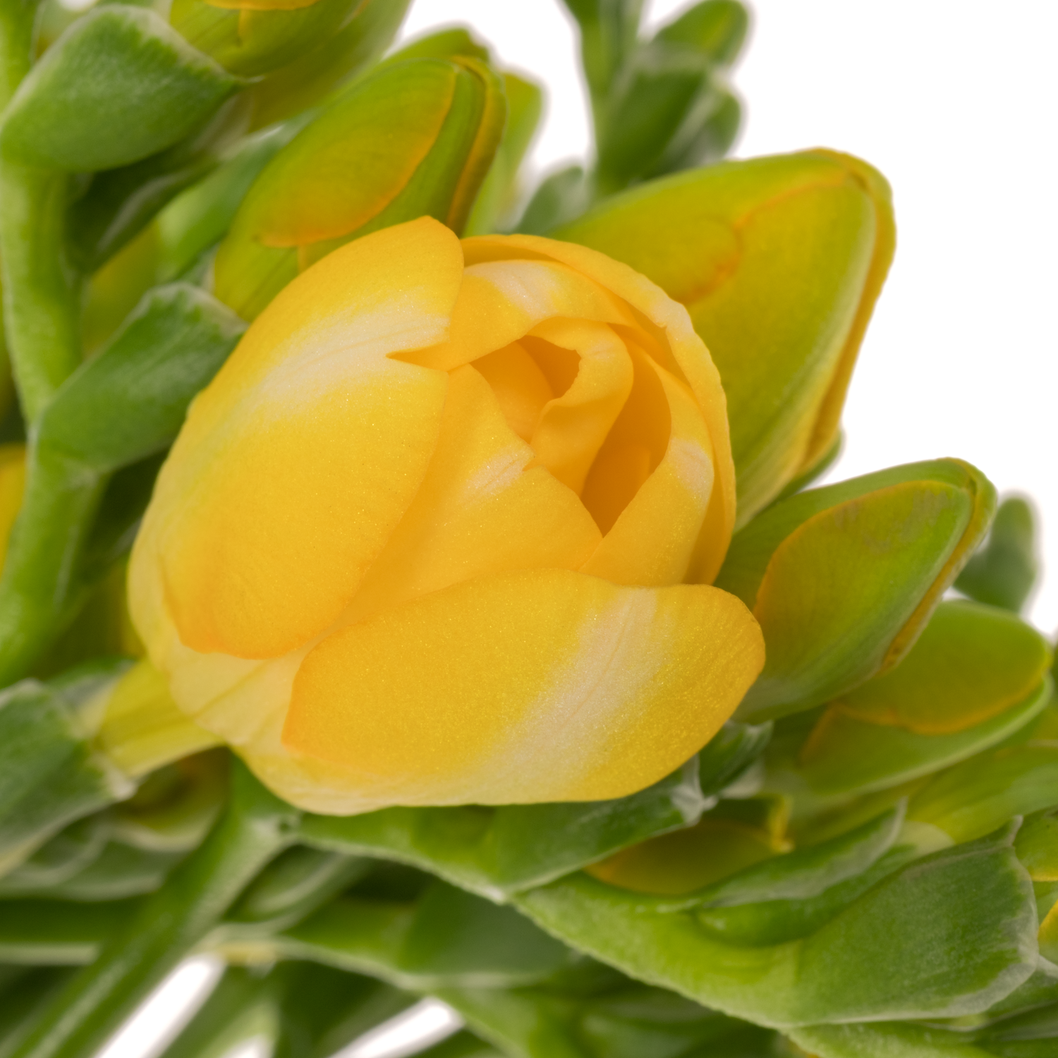 Freesie gelb gefüllt Soleil 20 Gramm