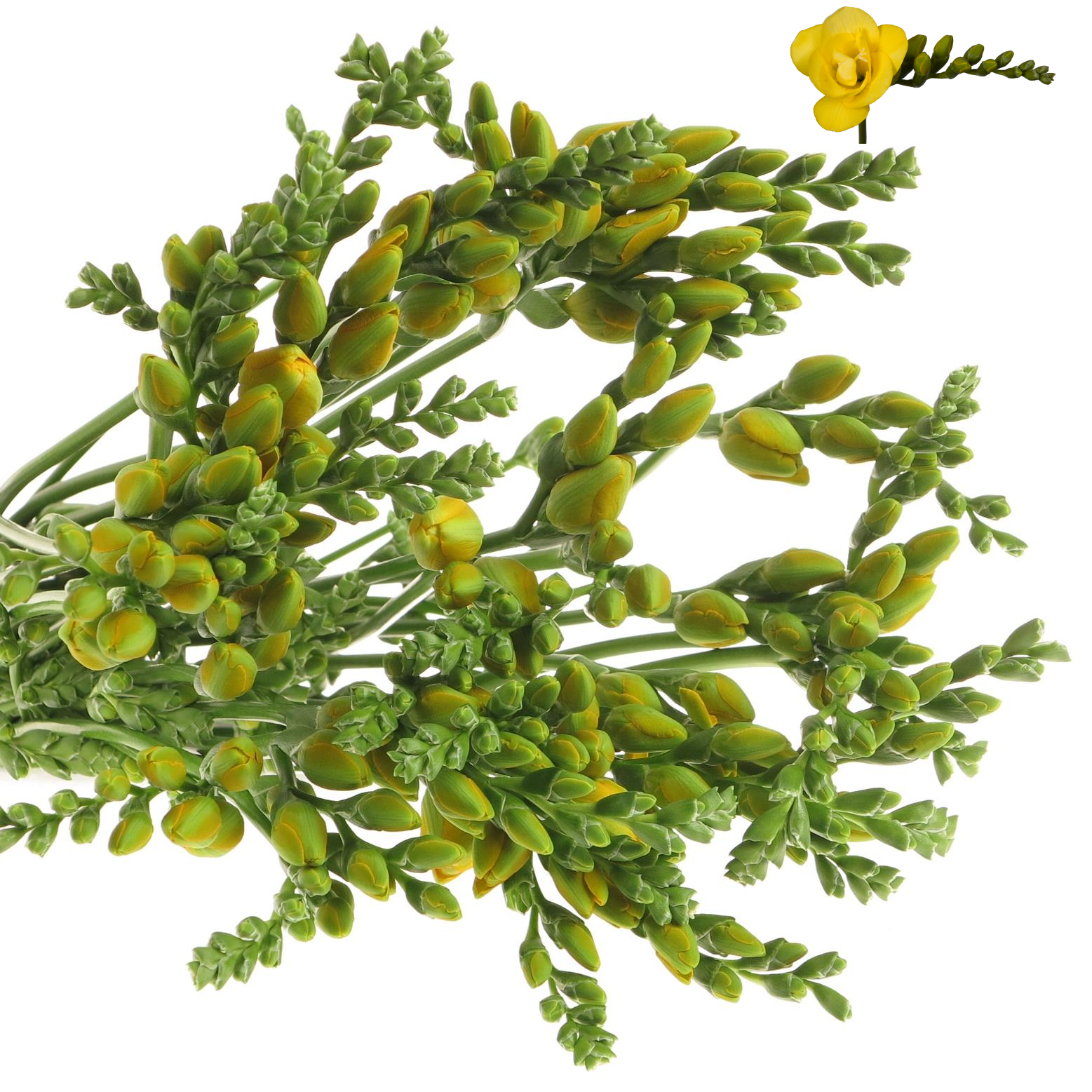 Freesie gelb gefüllt Soleil 20 Gramm