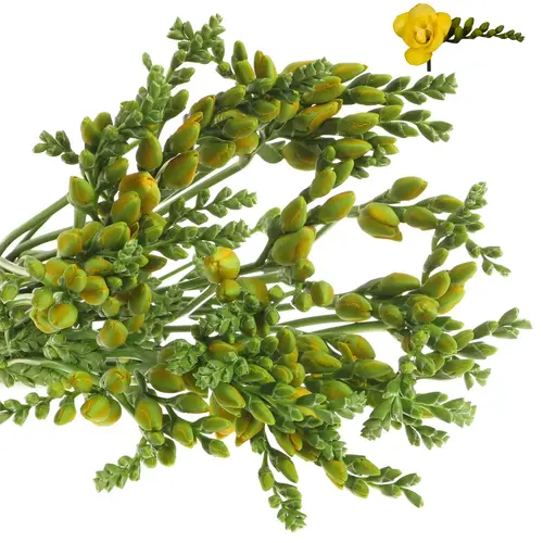 Freesie gelb gefüllt Soleil 20 Gramm