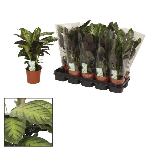 Calathea Misto T12 H40