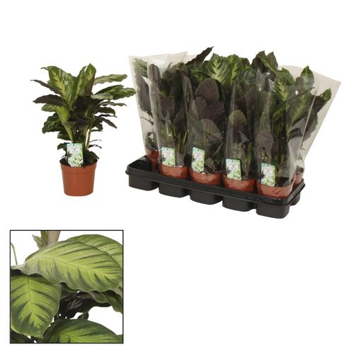 Calathea Misto T12 H40