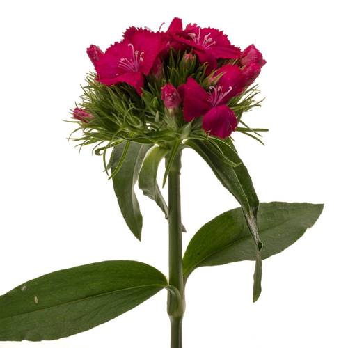Bartnelke rot Sweet Dusty Flamingo 55cm