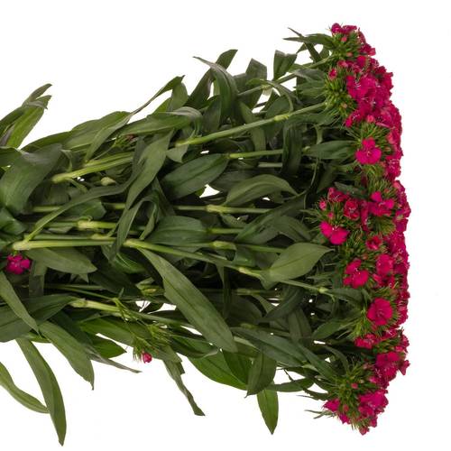 Bartnelke rot Sweet Dusty Flamingo 55cm