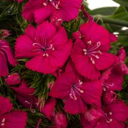 Bartnelke rot Sweet Dusty Flamingo 55cm