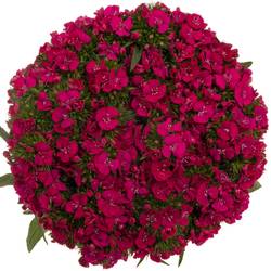 Bartnelke rot Sweet Dusty Flamingo 55cm
