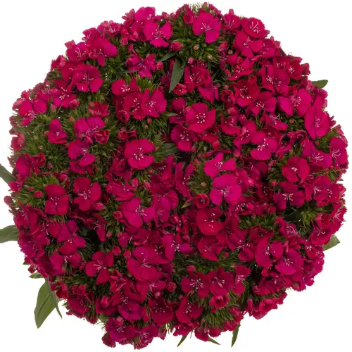 Bartnelke rot Sweet Dusty Flamingo 55cm
