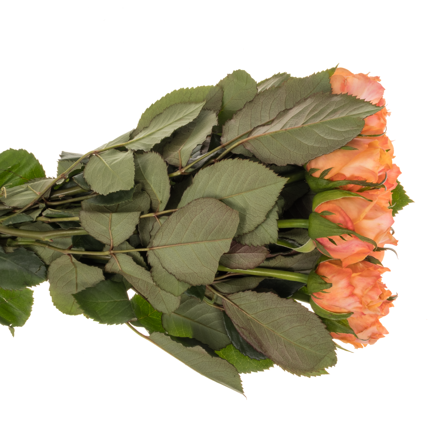 Rose orange Miss Peach 50cm