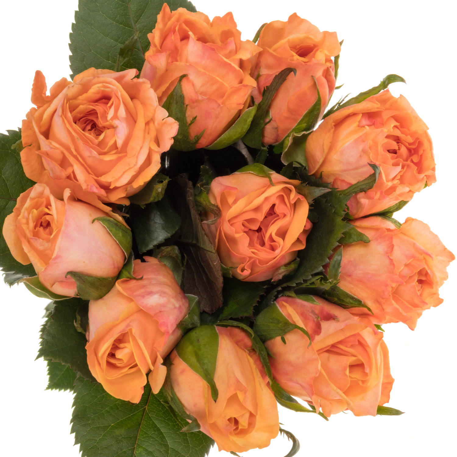Rose orange Miss Peach 50cm
