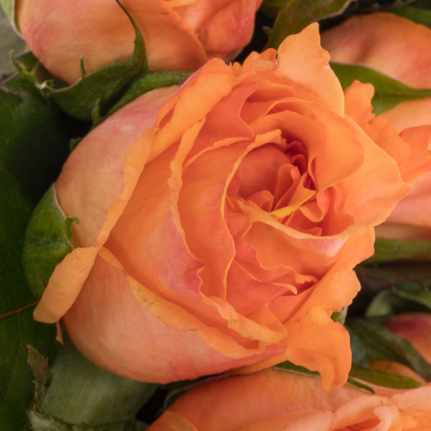 Rose orange Miss Peach 50cm