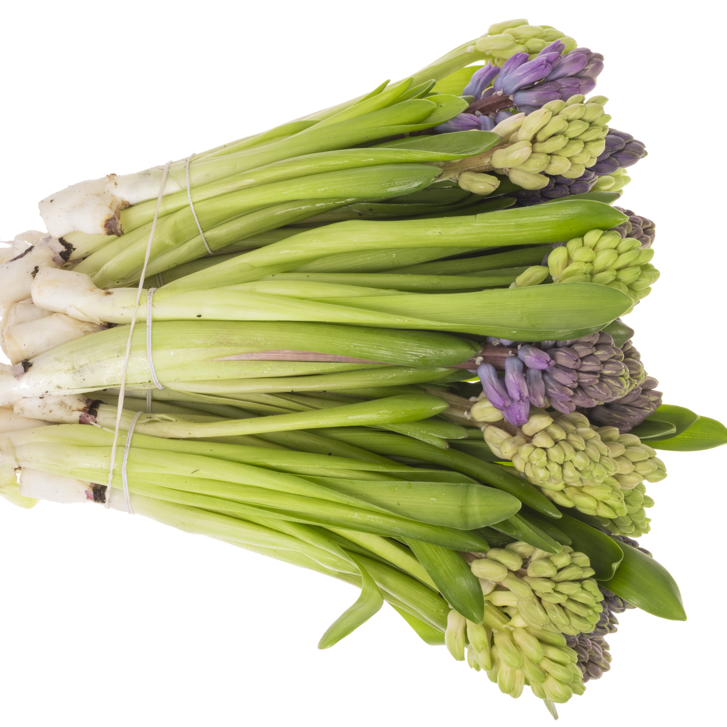 Hyazinthe Schnitt mix 5 farbe 30cm