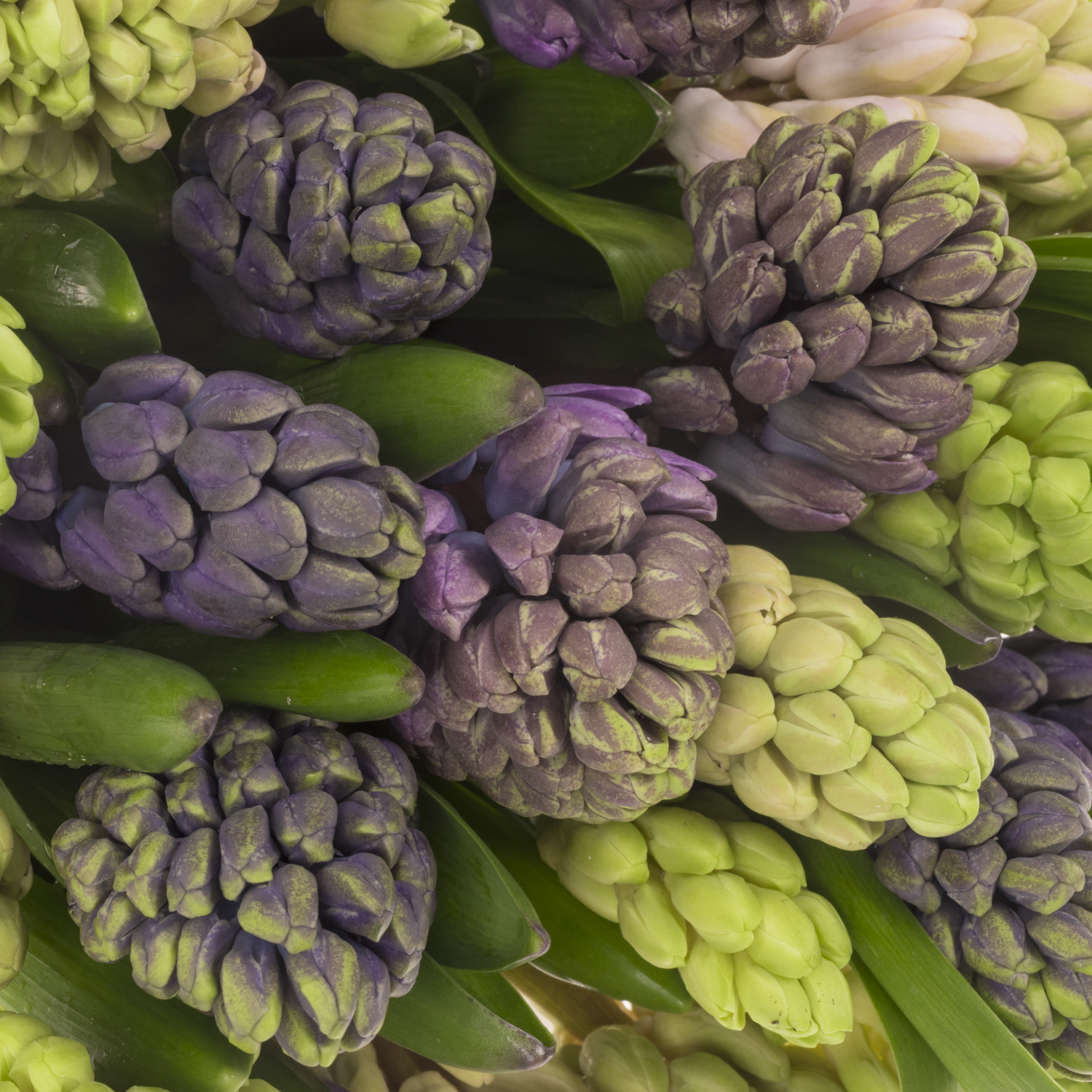 Hyazinthe Schnitt mix 5 farbe 30cm