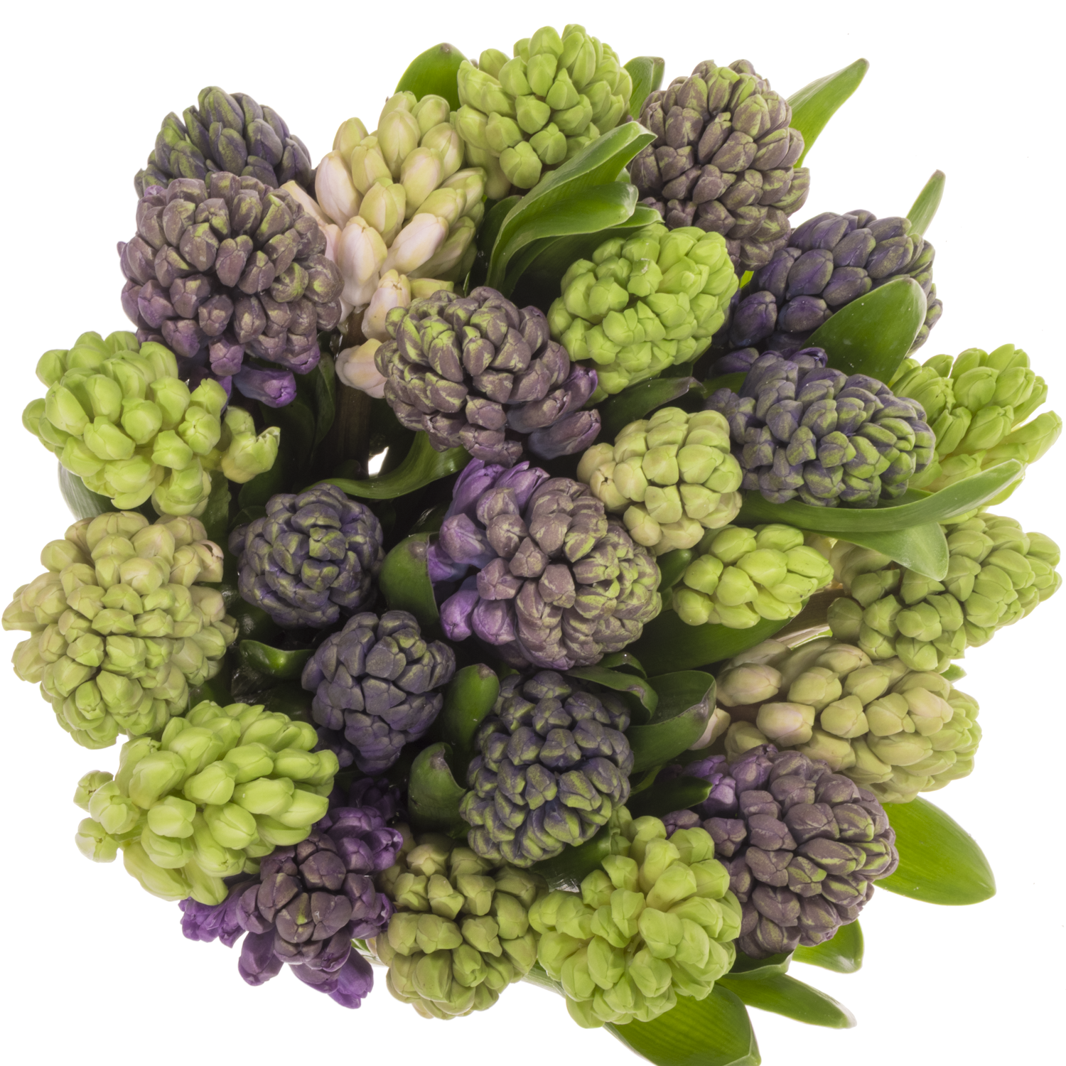 Hyazinthe Schnitt mix 5 farbe 30cm