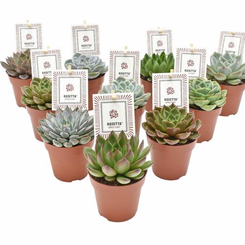 Echeveria Rosetta mix T08,5 H014