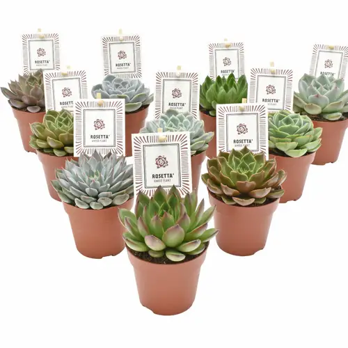 Echeveria Rosetta mix T08,5 H014