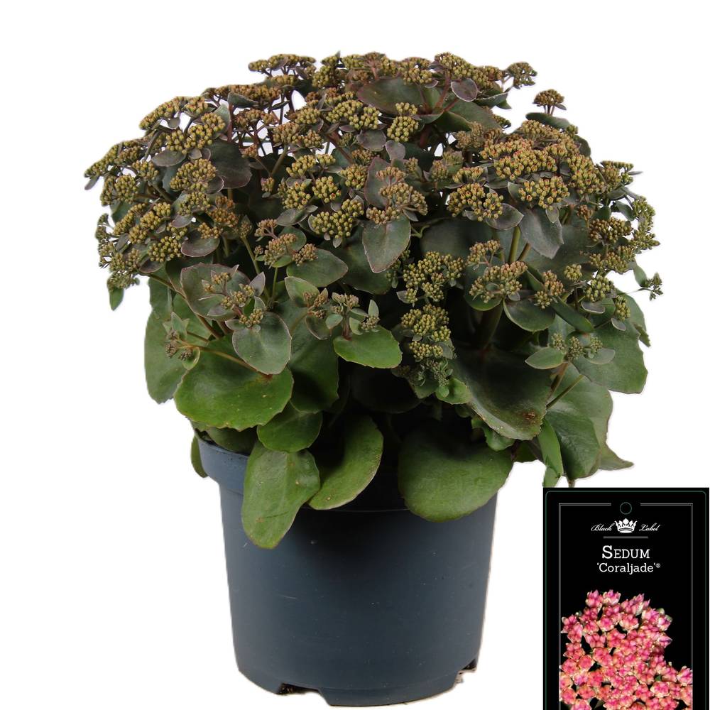 Sedum rosa Coral Jade T19 H055