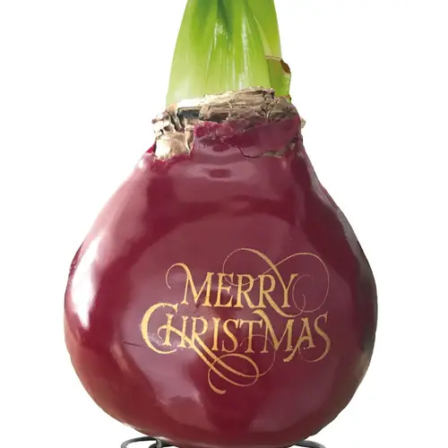Amar.Bol Wachs Merry Christmas rote Bl. 32cm H022