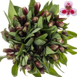Alstroemerie rosa Sweetheart (Ecuador) 75cm