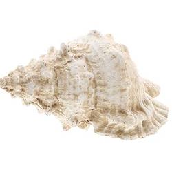 Muschel Ozean weiss D24cm