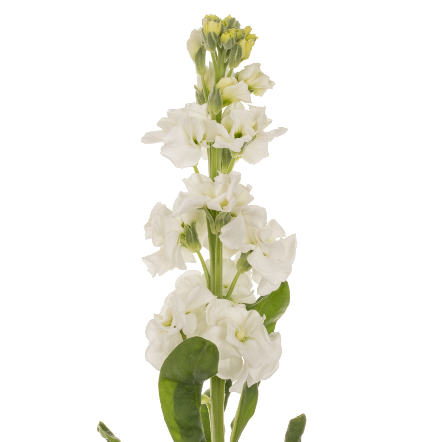 Levkoje weiss Iron White 70cm