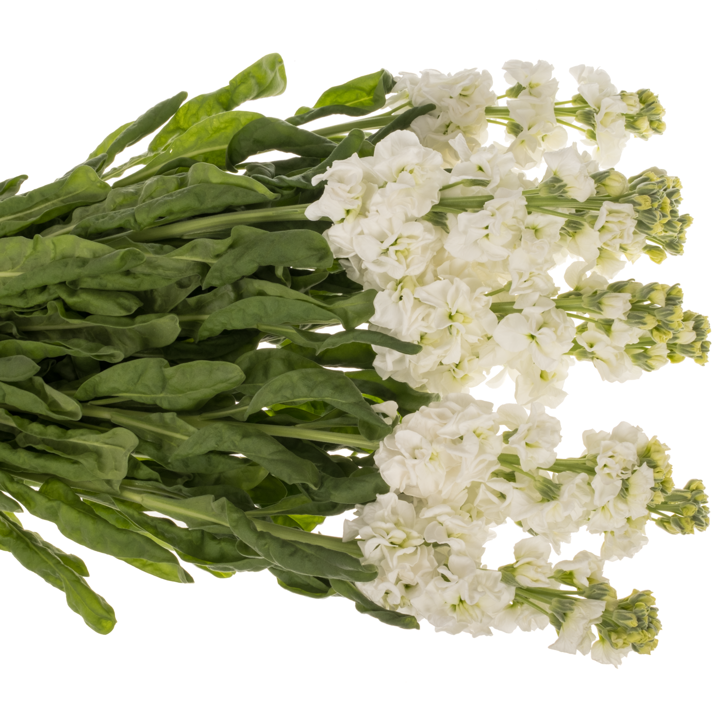 Levkoje weiss Iron White 70cm