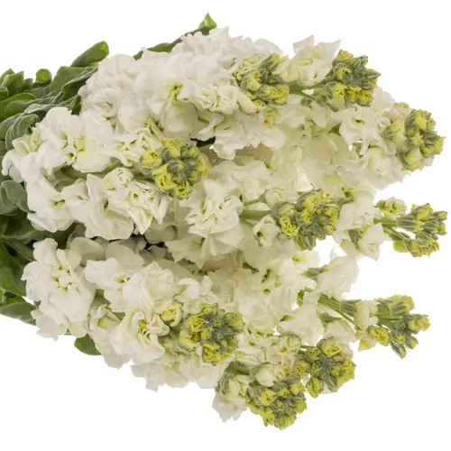 Levkoje weiss Iron White 70cm
