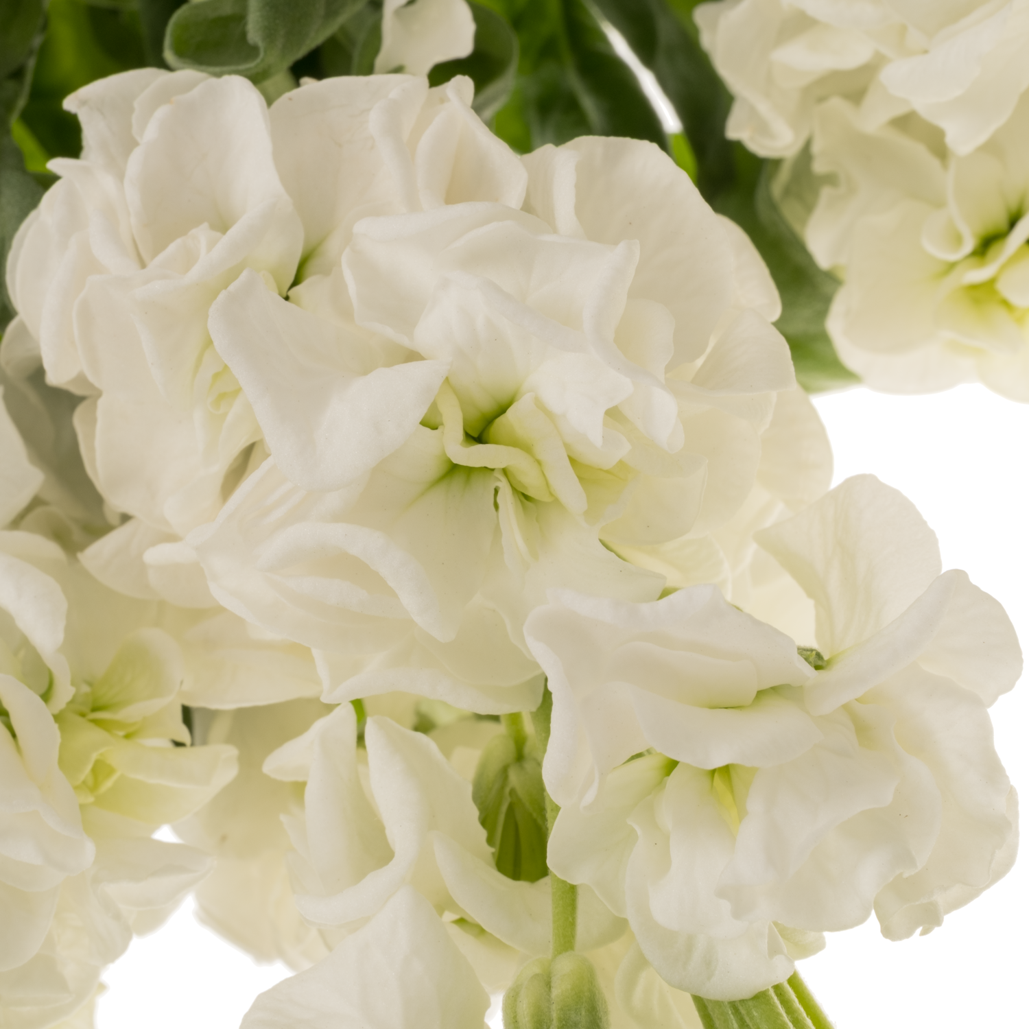 Levkoje weiss Iron White 70cm
