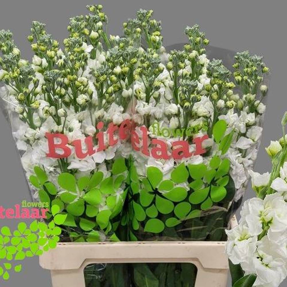 Levkoje weiss Iron White 70cm