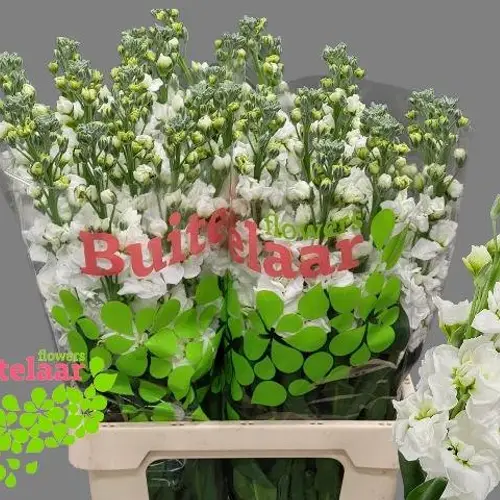 Levkoje weiss Iron White 70cm