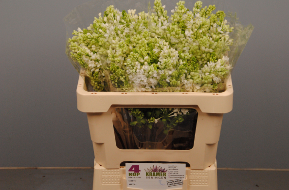 Flieder weiss engler 4 kopf 50cm