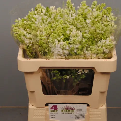 Flieder weiss engler 4 kopf 50cm